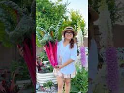 How to grow Swiss Chard