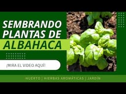 ¡Cómo sembrar albahaca en casa! #DIY