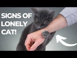 13 Signs That Your Cat Is Lonely - But You Don't Know