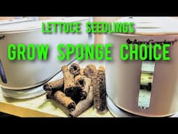 GROW SPONGE CHOICE AND LETTUCE SEEDLINGS
