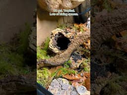 My New Reptile’s Enclosure | SNEAK PEEK