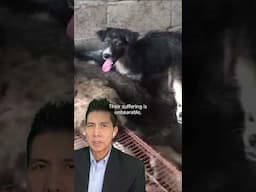 The Yulin dog meat festival: a nightmare