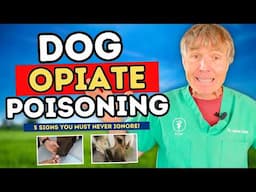 Dog Opiate Poisoning: Recognize the Signs & Act Fast!