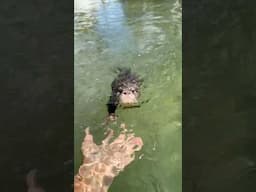 Giving Baby Otter Swimming Lessons 🦦