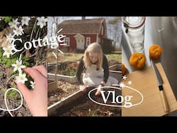 Let’s Catch Up! Spring Cottage Vlog & Yuzu Preservation