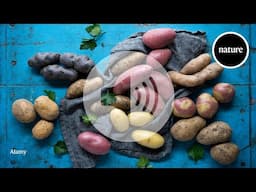 What a trove of potato genomes reveals about the humble spud