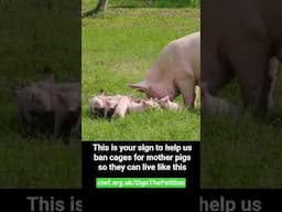 If you live in the UK please add your name to ban cages! #pigs #animalwelfare #endthecageage