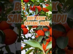 Bibit Jeruk Santang Madu Asli