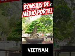 Medium Size Bonsai Exhibition in Vietnam (Part 2) #shorts