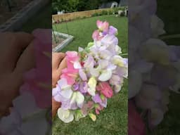 Sweet peas!
