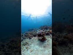 Is this the best snorkeling spot in Bali?!?