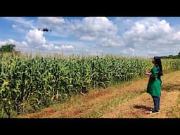 Ciência SP | Drone e câmera de baixo custo na seleçãode plantas tolerantes à seca