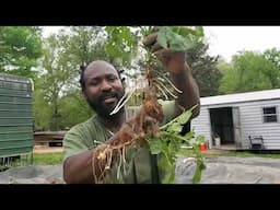 Let's Talk About Potatoes!