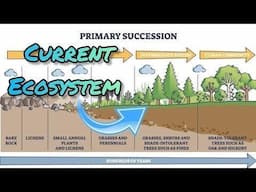The Hidden Pattern That Creates Healthy Forests GTO Talk. EP.9