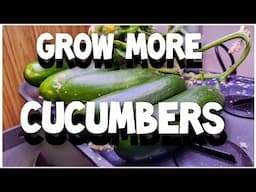MAXIMIZE YOUR CUCUMBER YIELDS