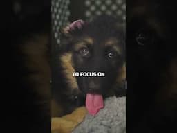 Why AND How You MUST CRATE TRAIN YOUR PUPPY From Day 1!