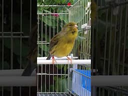 🐥 Canario timbrado cantando