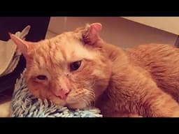 Saddest Cat In The World Was Adopted By A Couple And Transformed Within Hours!