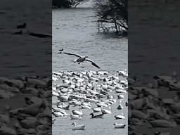 Snow Goose Migration #goose
