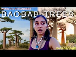 World’s Most STRANGEST Baobab Trees in Morondova: MADAGASCAR!🇲🇬😳