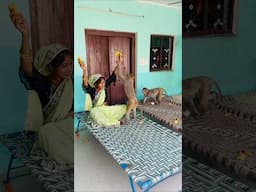 Babu chandu new funny video #monkey #monkeychallenge #funnyvideo #monkeyclip #cute