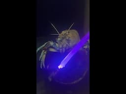 Lobsters with lightsabers! 🦞💫