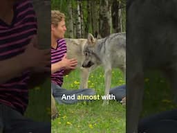 Vet Is Face-to-face With a Pack of Wolf Dogs 😍 #shorts