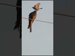 ON THIS WEEKS ADVENTURE! #shorts  #birding #wildlife #shorts #birdtube #birds #nature #photography