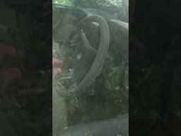🤯 This site Is huge, an abandoned house covered in cctv and so many vehicles in the bushes!
