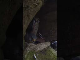 Athena the kestrel doesn't know how to help 😱