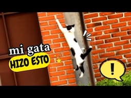 Gata PANDITA pierde glamour al hacer ESTO! 🙀😹