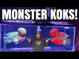 How to Grow a HUGE FLOWERHORN KOK!