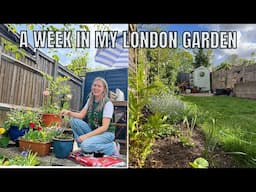 A WEEK IN MY SMALL LONDON GARDEN / ALLOTMENT GARDENING UK