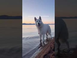 It’s the simple things in life 🥰 #whiteswissshepherd #shepherdsoftiktok #bergerblancsuisse