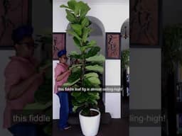 Fiddle leaf figs are hard to grow they said..#fiddleleaffig