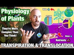 Transpiration and Translocation: How Plants Transport Nutrients and Water