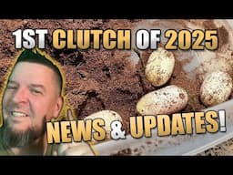 1st Hognose Clutch of 2025! News & Updates!