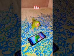Viral Video YouTube Clip Beautiful Birds Parrot #viralvideo #parrot #rawparrottalking
