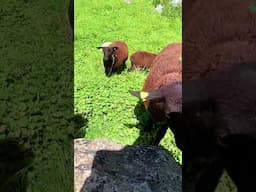 When you kiss a sheep and suddenly understand inner peace.