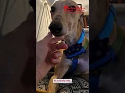 Graphic warning: For Spain’s hunting dogs, this is the most dangerous time of the year | NFA