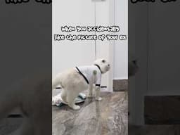 Cat Love Story Gone Wrong – He Just Wanted Cuddles! #shorts #catvideos #cat #funnycats