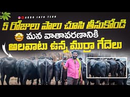 5 రోజులు పాలు చూసి మన వాతావరణానికి అలవాటు ముర్రా గేదెలు || Murrah Buffalo price