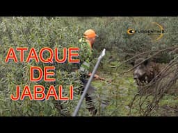 ATAQUE DE JABALI MUY PELIGROSO (caza con arco)