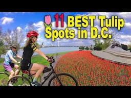 🌷11 BEST TULIP Spots in Washington D.C. Area!