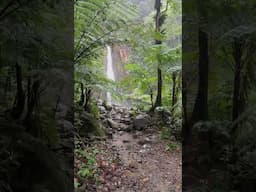 Syndicate Falls Hike Short