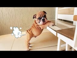 Funniest Animals 2024 🤣😅 New Funny Cats and Dogs Videos 😸🐶 Part#10