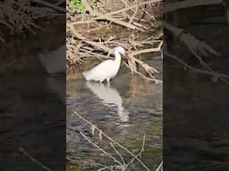 Little egret in the Essex, UK