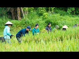 Harvesting Rice, Cleaning Fish Ponds and Taking Care of Vegetable Gardens, Family Farm