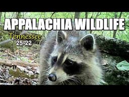 Appalachia Wildlife Video 25-22 of AS THE RIDGE TURNS in the Foothills of the Great Smoky Mountains