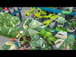 Finding an INSANE Monstera at Walmart! Plant Shopping Big Box Store & Repotting 🪴